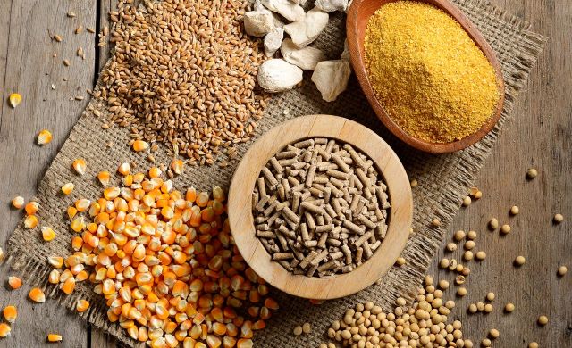 Alimentation animale une filière qui ne connaît pas la crise